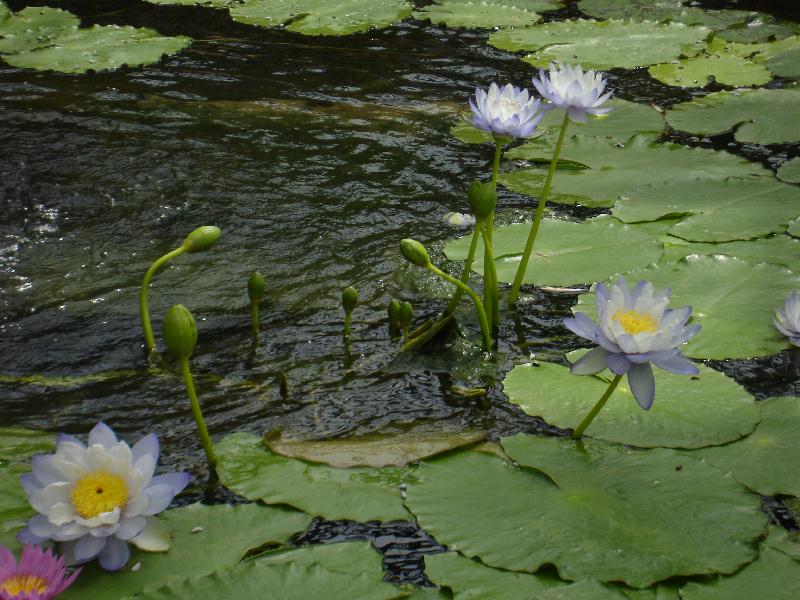 Nymphaea ‘Ao Bonbori’