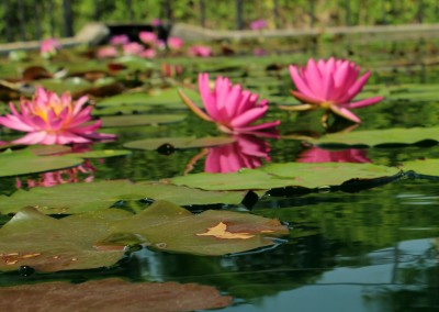 Nymphaea 'Arianna Renee'