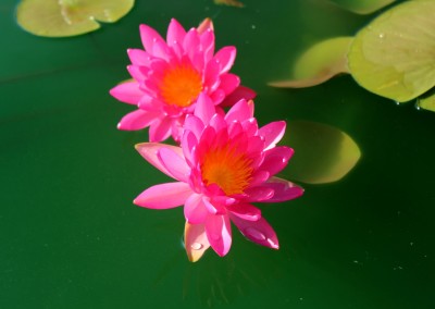 Nymphaea 'Arianna Renee'