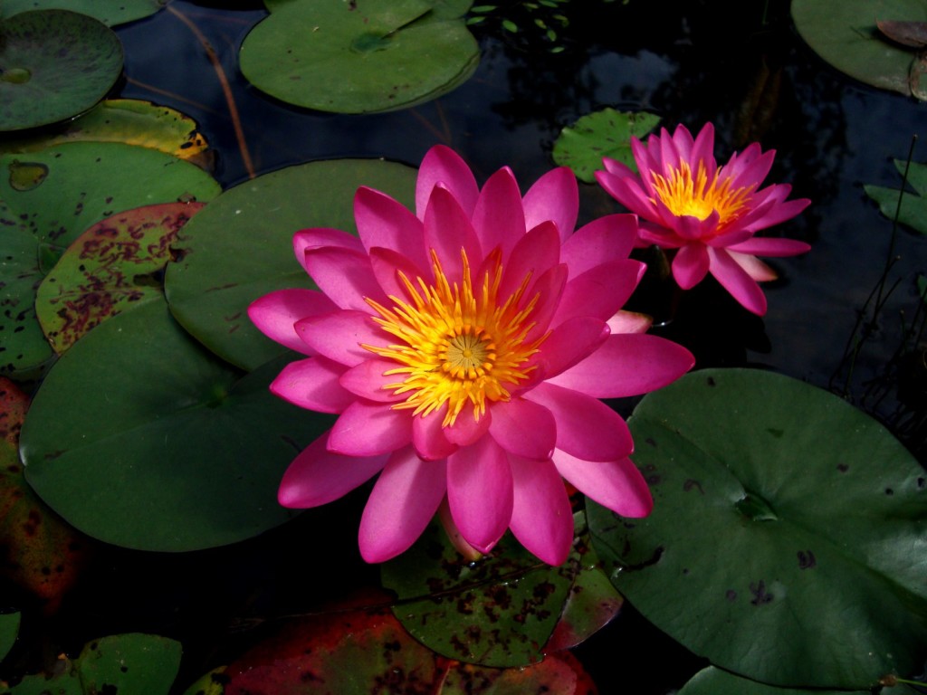 Nymphaea ‘Arianna Renee’