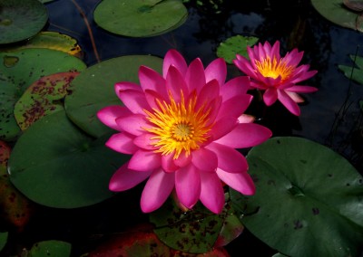 Nymphaea ‘Arianna Renee’