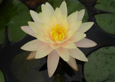 Nymphaea 'Barbara Dobbins'