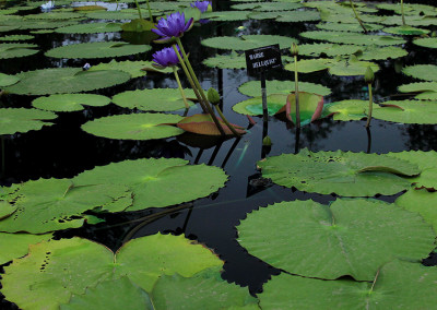 Nymphaea 'Barre Hellquist'