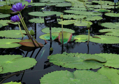 Nymphaea 'Barre Hellquist'