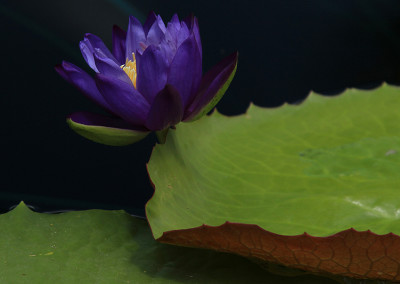 Nymphaea 'Barre Hellquist'