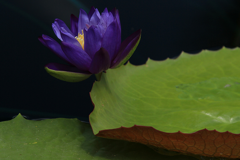 Nymphaea ‘Barre Hellquist’