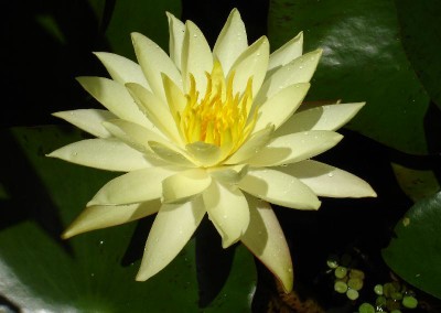 Nymphaea 'Betsy Sakata'