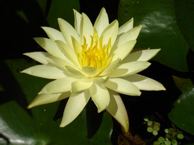 Nymphaea ‘Betsy Sakata’