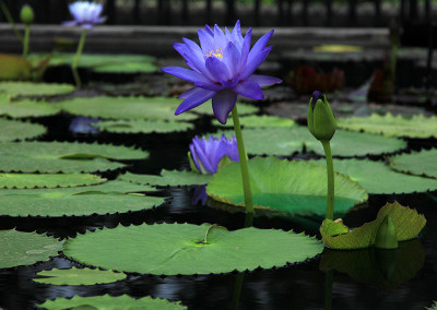 Nymphaea 'Mia's Alice'