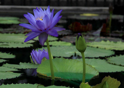 Nymphaea 'Mia's Alice'