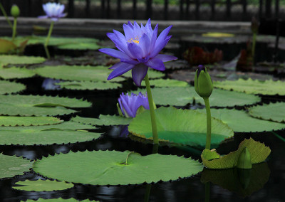 Nymphaea 'Mia's Alice'