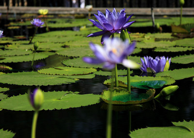 Nymphaea 'Mia's Alice'