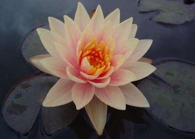 Nymphaea 'Charlie's Choice'