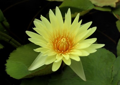 Nymphaea 'Cheyenne Marcelle'