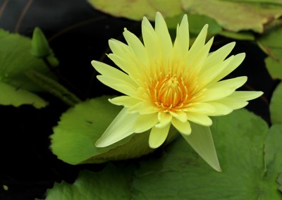 Nymphaea 'Cheyenne Marcelle'