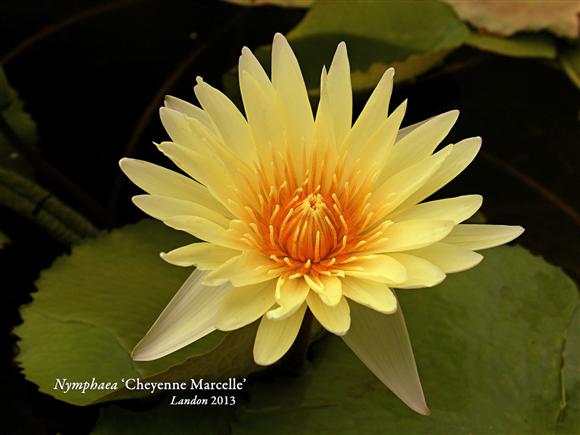 Nymphaea ‘Cheyenne Marcelle’