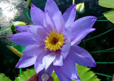 Nymphaea 'Mia's Alice'