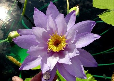 Nymphaea 'Mia's Alice'