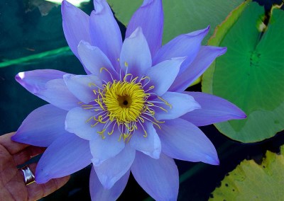 Nymphaea 'Mia's Alice'