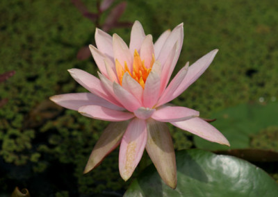 Nymphaea 'Colorado'