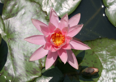 Nymphaea 'Colorado'