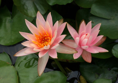 Nymphaea 'Colorado'