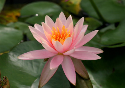 Nymphaea 'Colorado'