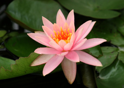 Nymphaea 'Colorado'