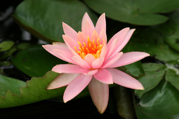 Nymphaea ‘Colorado’