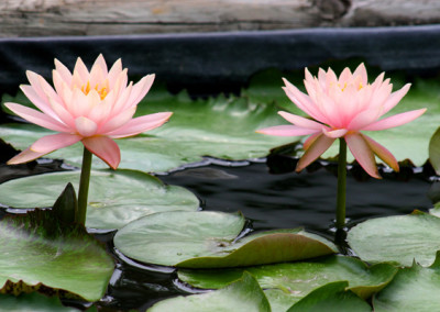 Nymphaea 'Colorado'