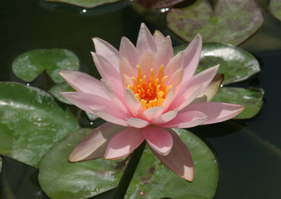 Nymphaea 'Colorado'