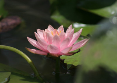 Nymphaea 'Colorado'