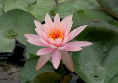 Nymphaea 'Colorado'