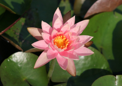 Nymphaea 'Colorado'