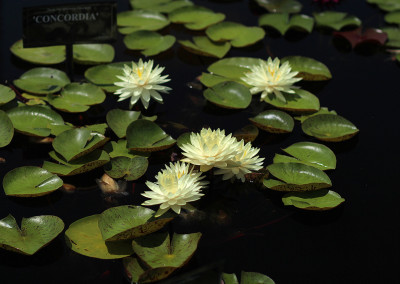 Nymphaea 'Concordia'