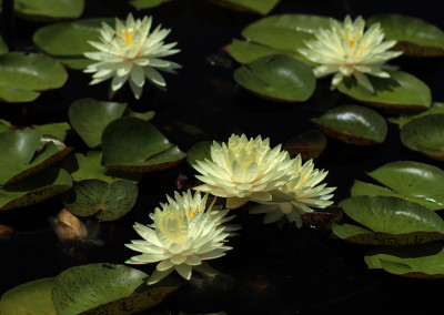 Nymphaea 'Concordia'