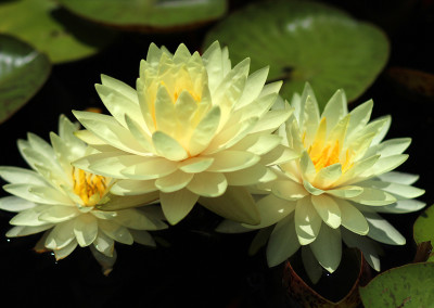 Nymphaea 'Concordia'