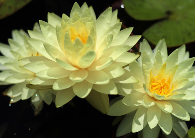 Nymphaea 'Concordia'