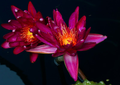 IWC WWALA New Waterlily Contest 2012