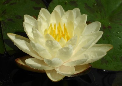 Nymphaea 'Denver'