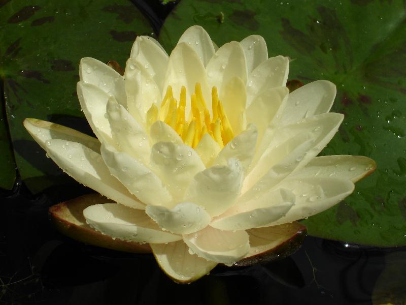 Nymphaea ‘Denver’