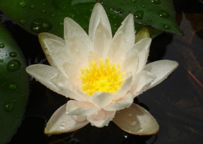 Nymphaea 'Dr. Antonio Cappelletto'