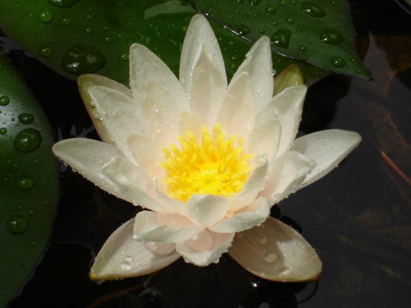 Nymphaea ‘Dr. Antonio Cappelletto’