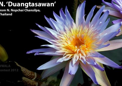 Nymphaea 'Duangtasawan'