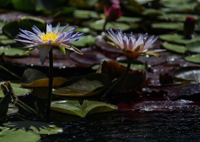 Nymphaea 'Duangtasawan'