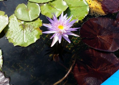 Nymphaea 'Duangtasawan'