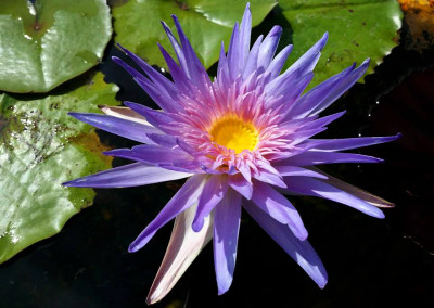 Nymphaea 'Duangtasawan'