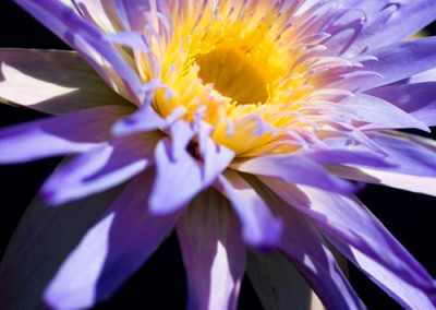 Nymphaea 'Duangtasawan'