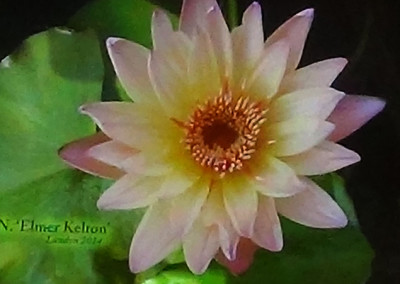 Nymphaea 'Elmer Kelton'