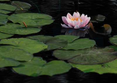 Nymphaea 'Emily'